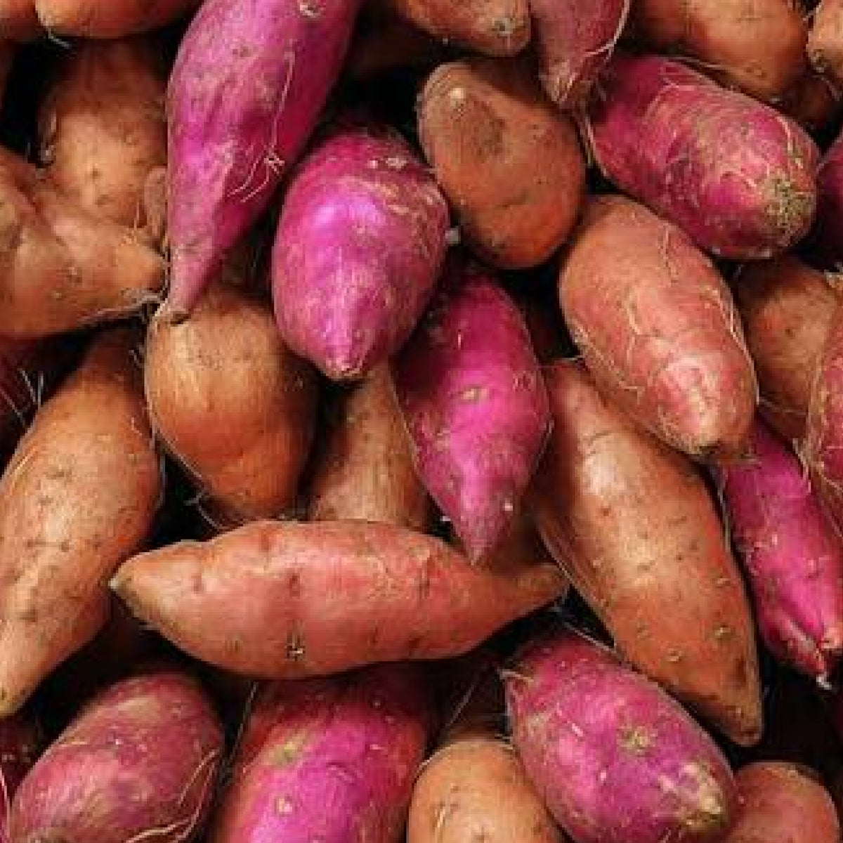 Batati Macaan-Sweet potato