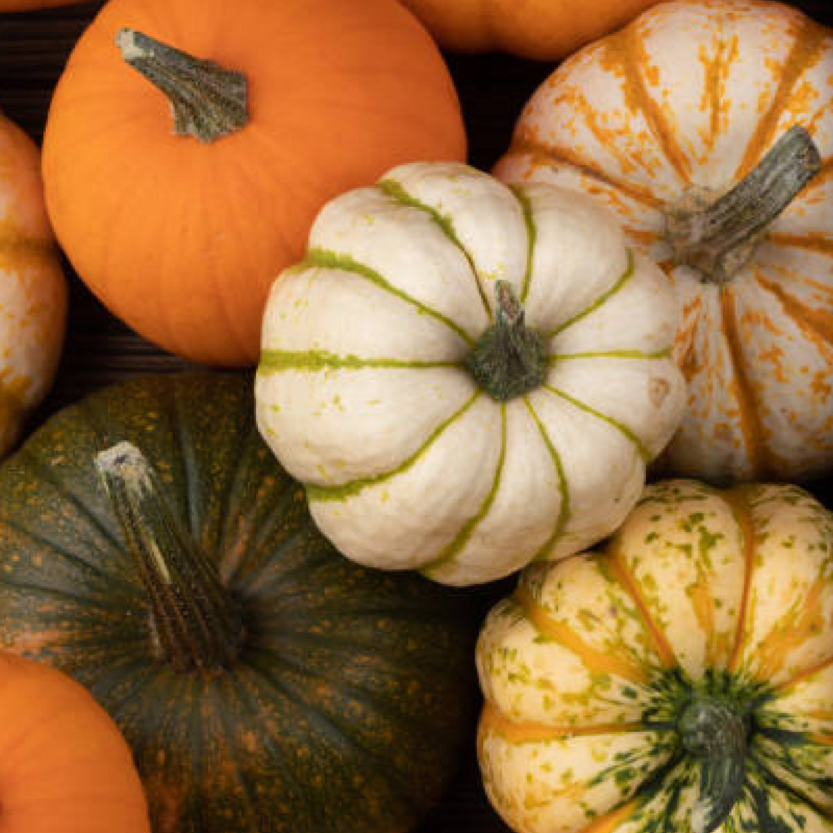 Bocor - Pumpkin