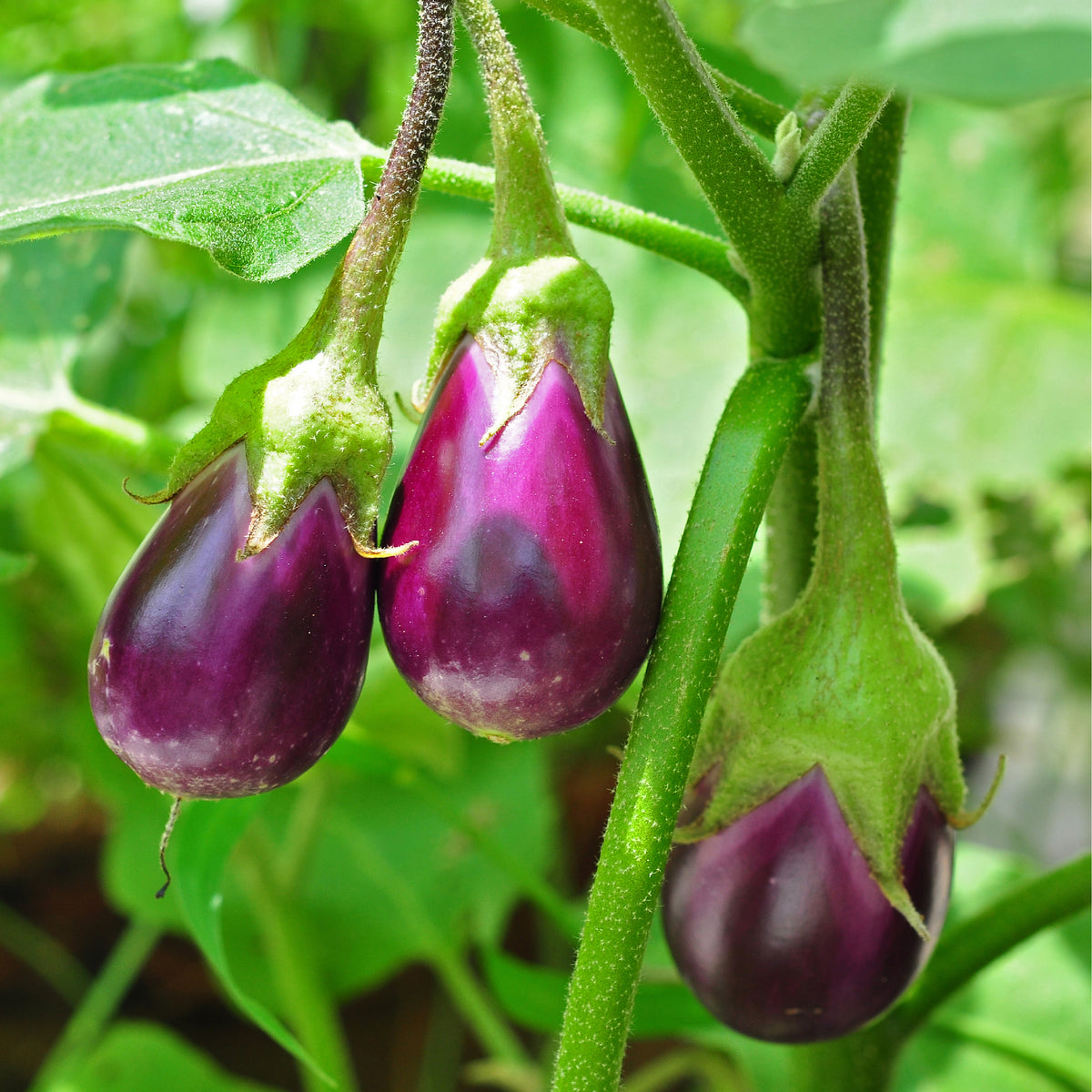 Baadinjaan - Eggplant