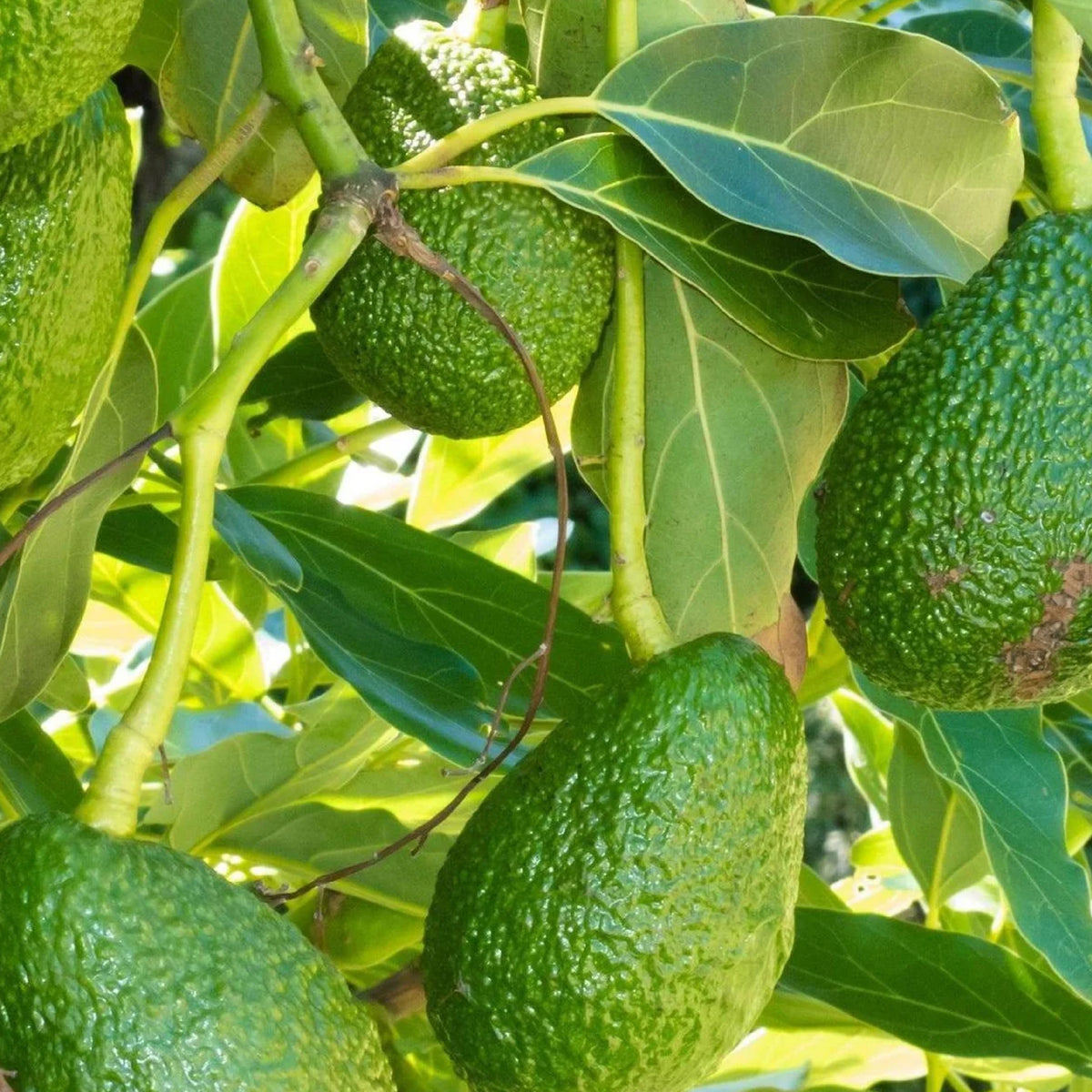 Avokaado