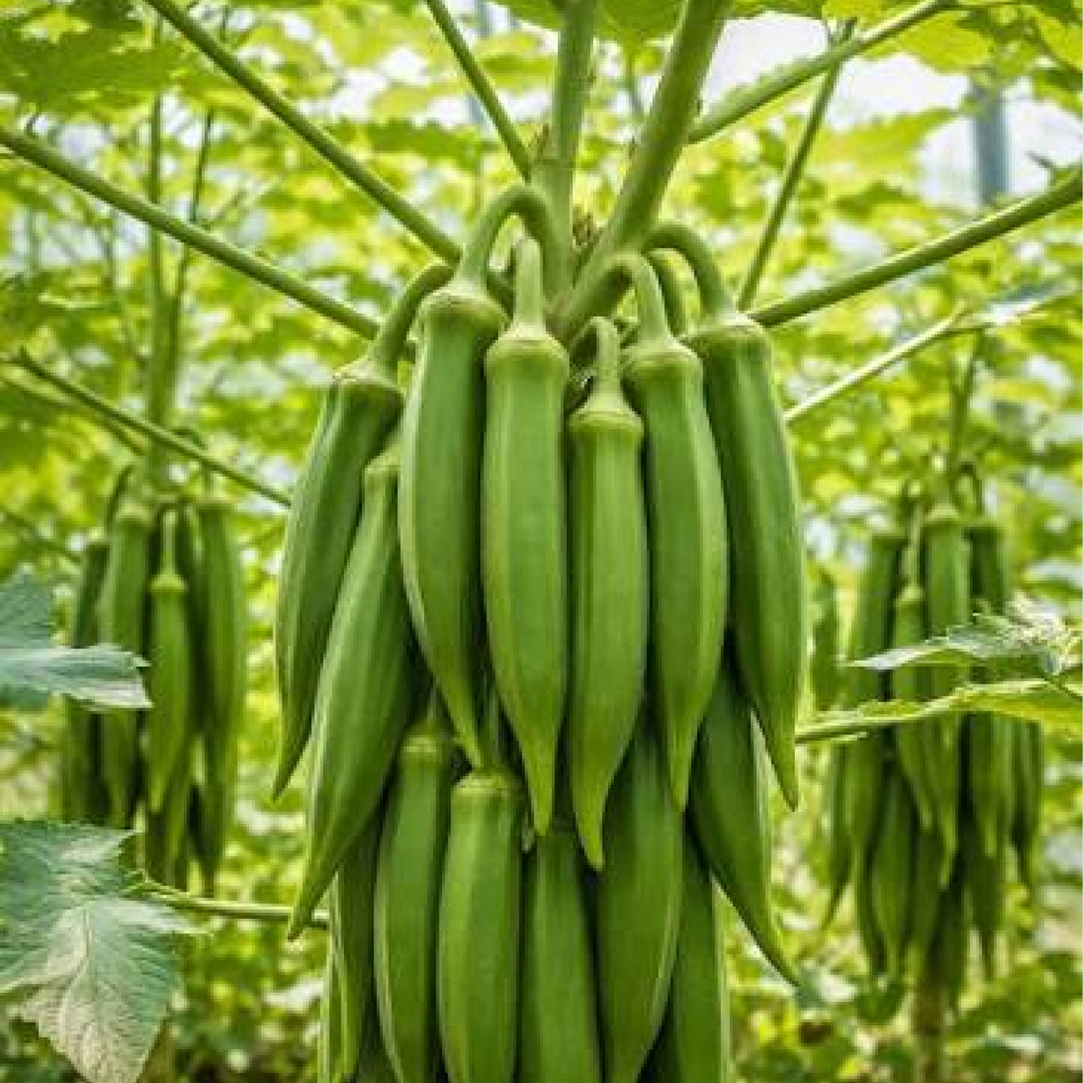 Baamiye - Okra