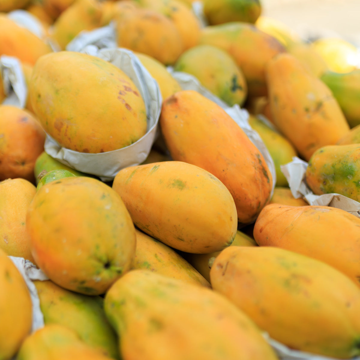 Babaay – Papaya