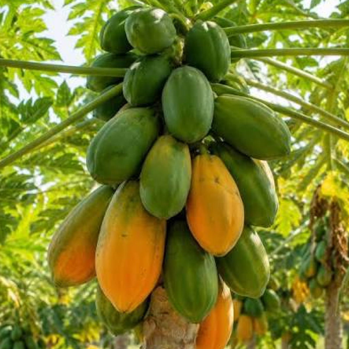 Babaay – Papaya