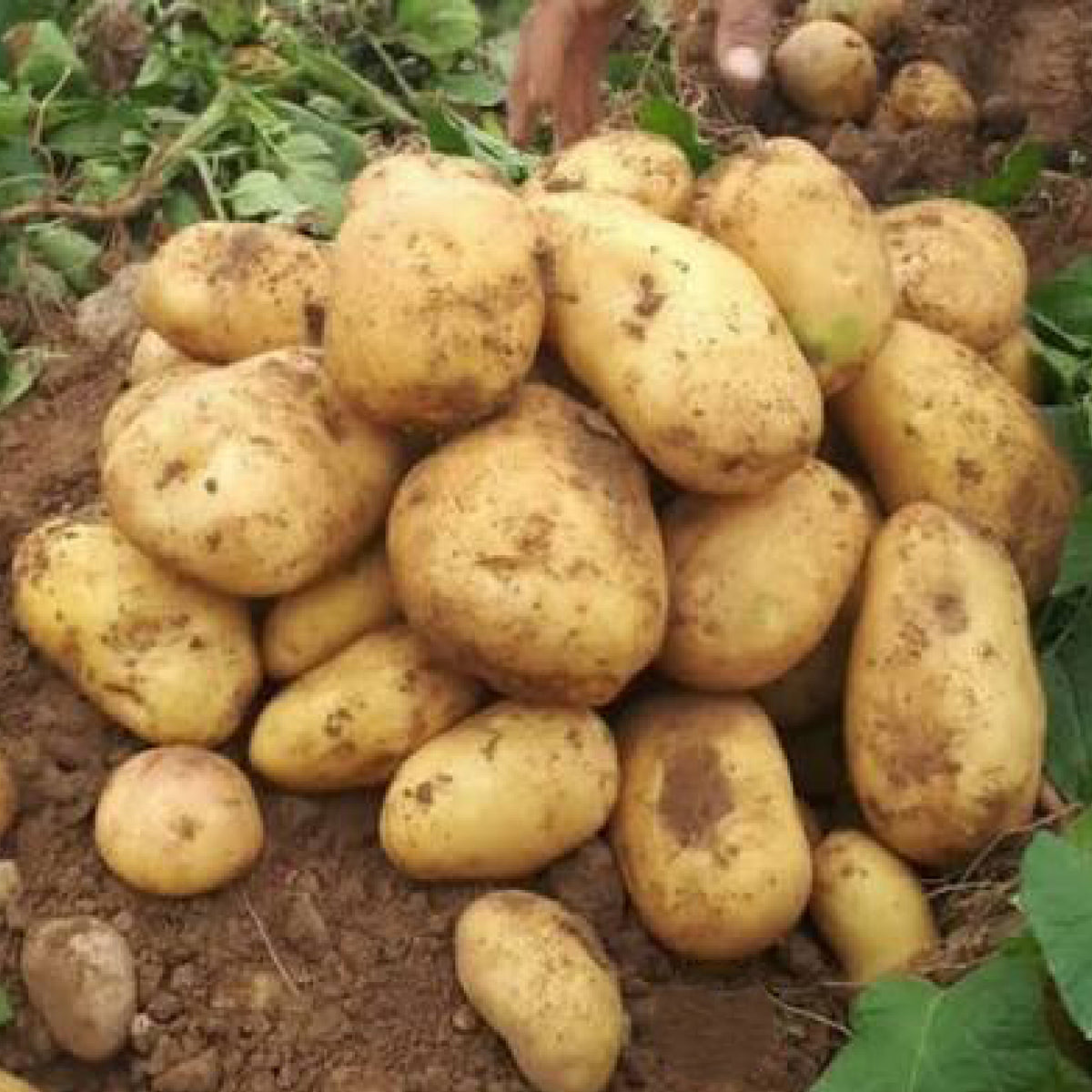 Baradhon-Potato