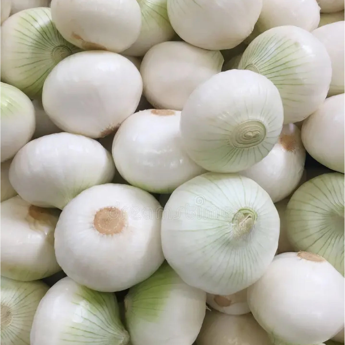 Basal Cadey - Onion