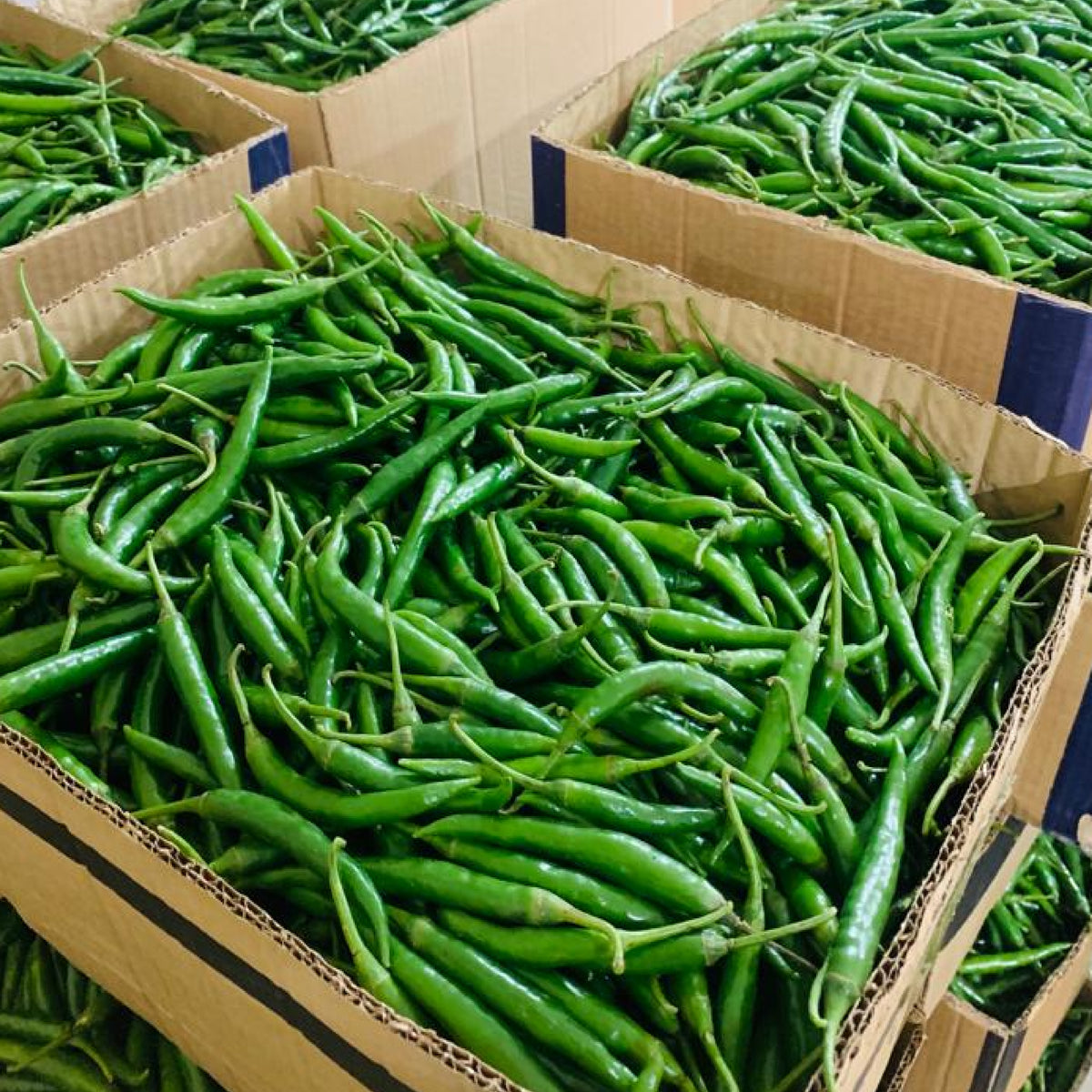 Basbaas- Hot or chili pepper