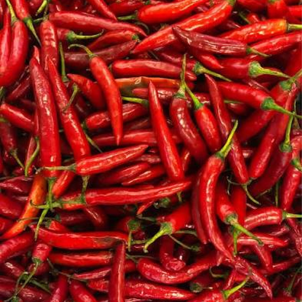 Basbaas- Hot or chili pepper