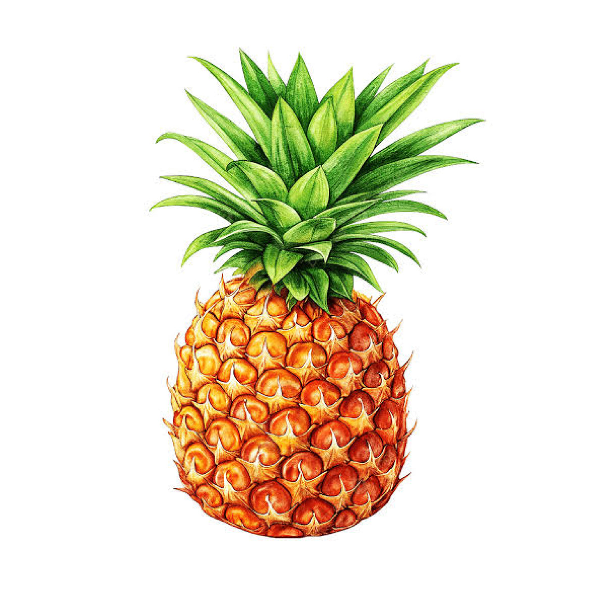 Cananaas – Pineapple