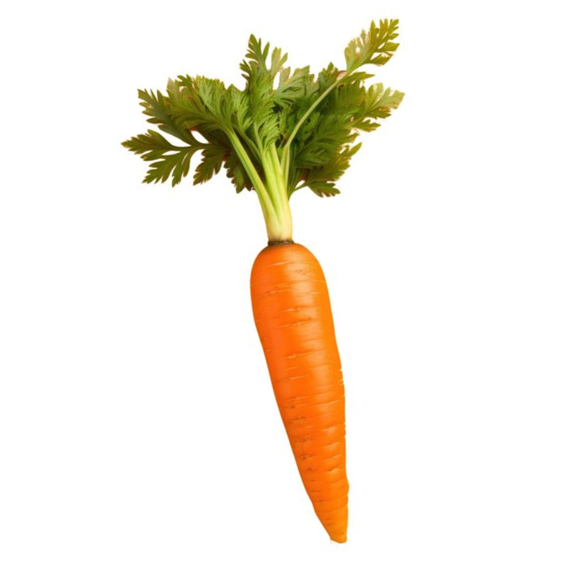 kaarooto - Carrot