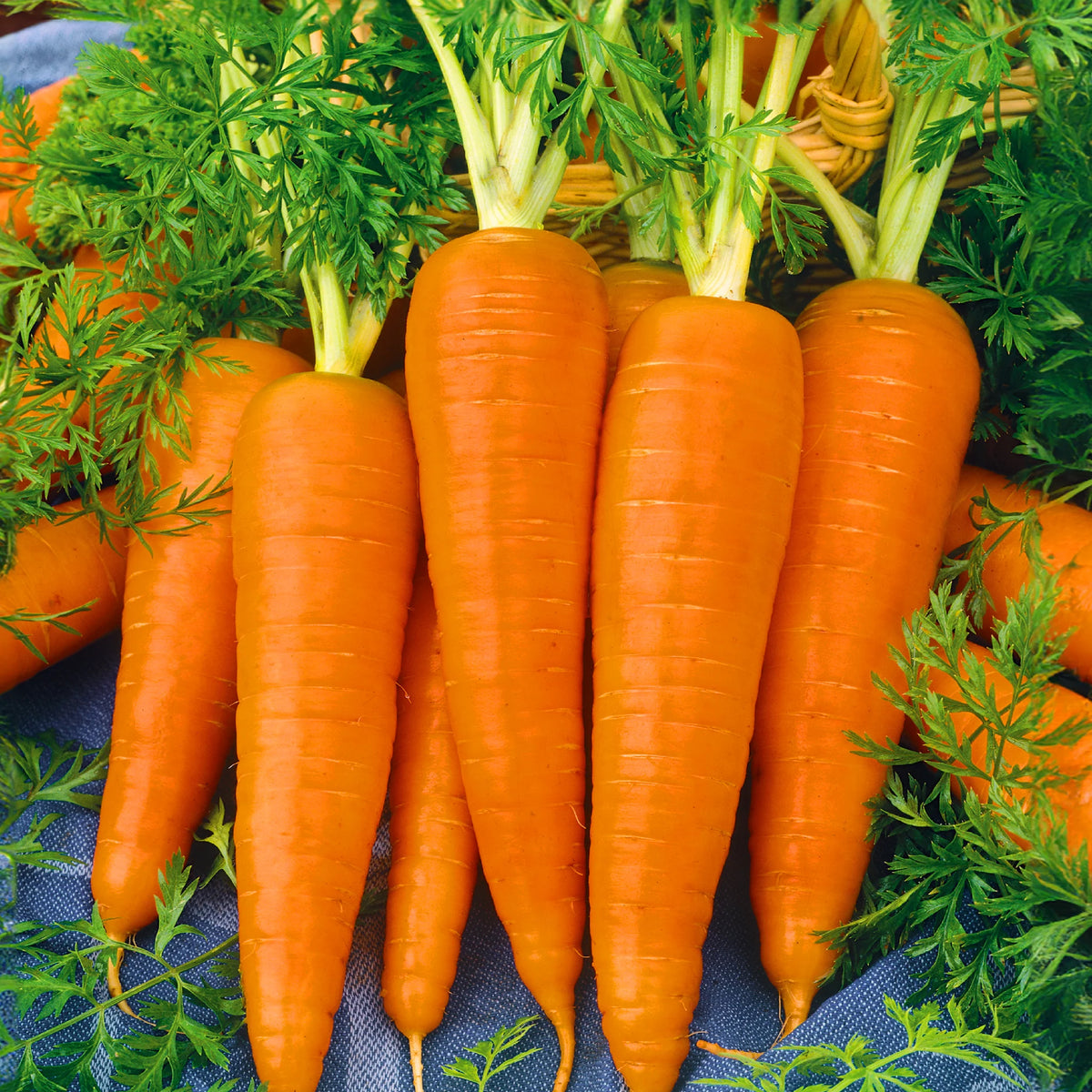 kaarooto - Carrot