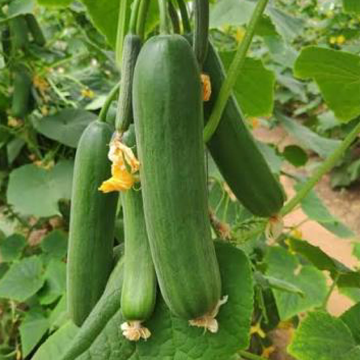 Qajaar Cucumber