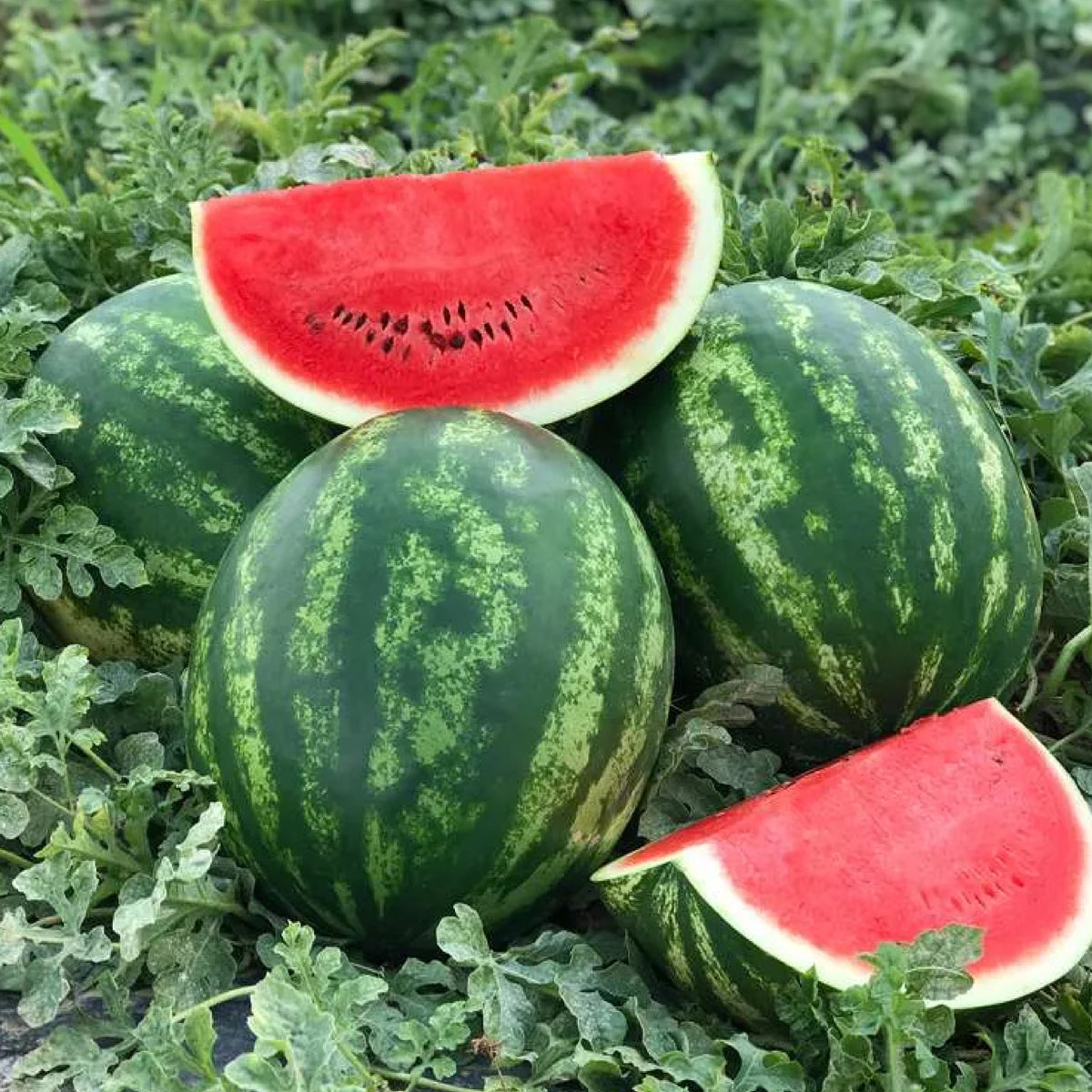 Qare-Watermelon