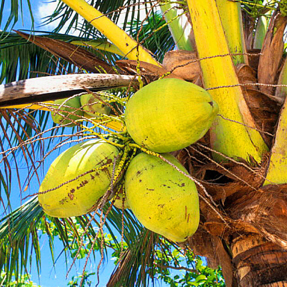 Qumbo – Coconut