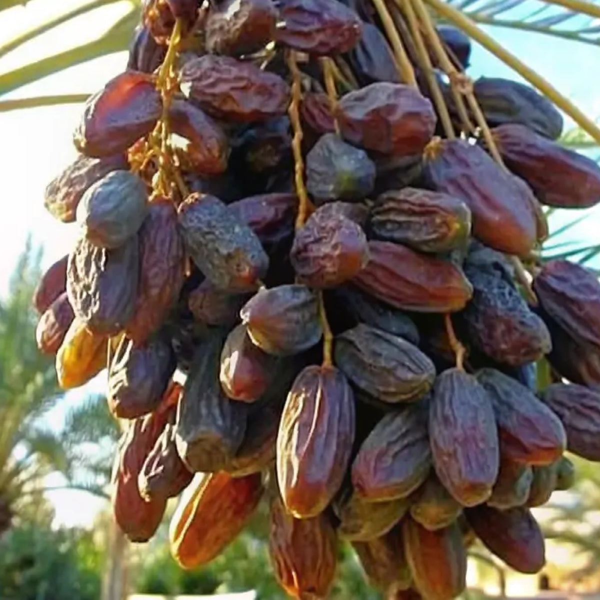 Timir – Dates