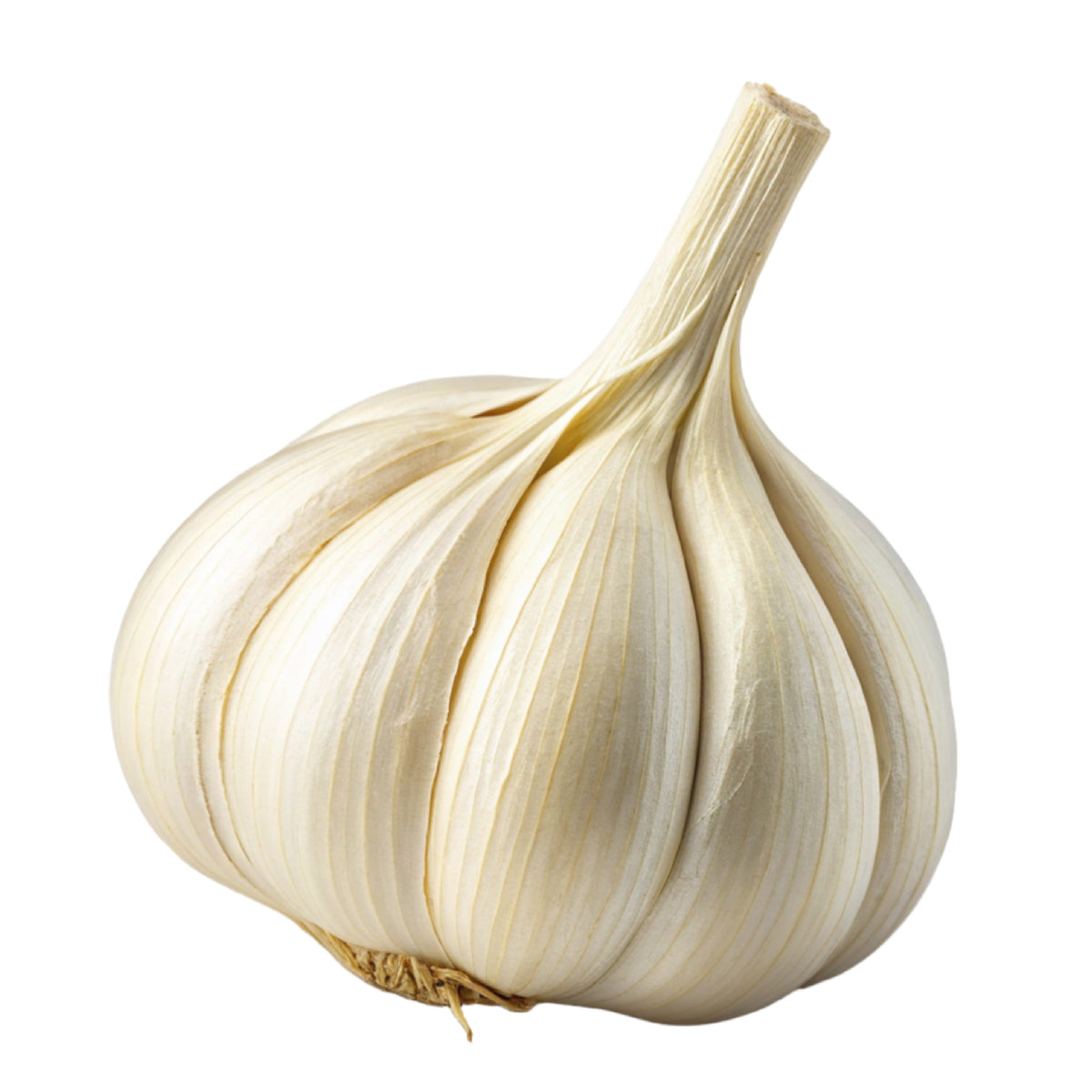 Toon Garlic