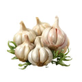 Toon Garlic