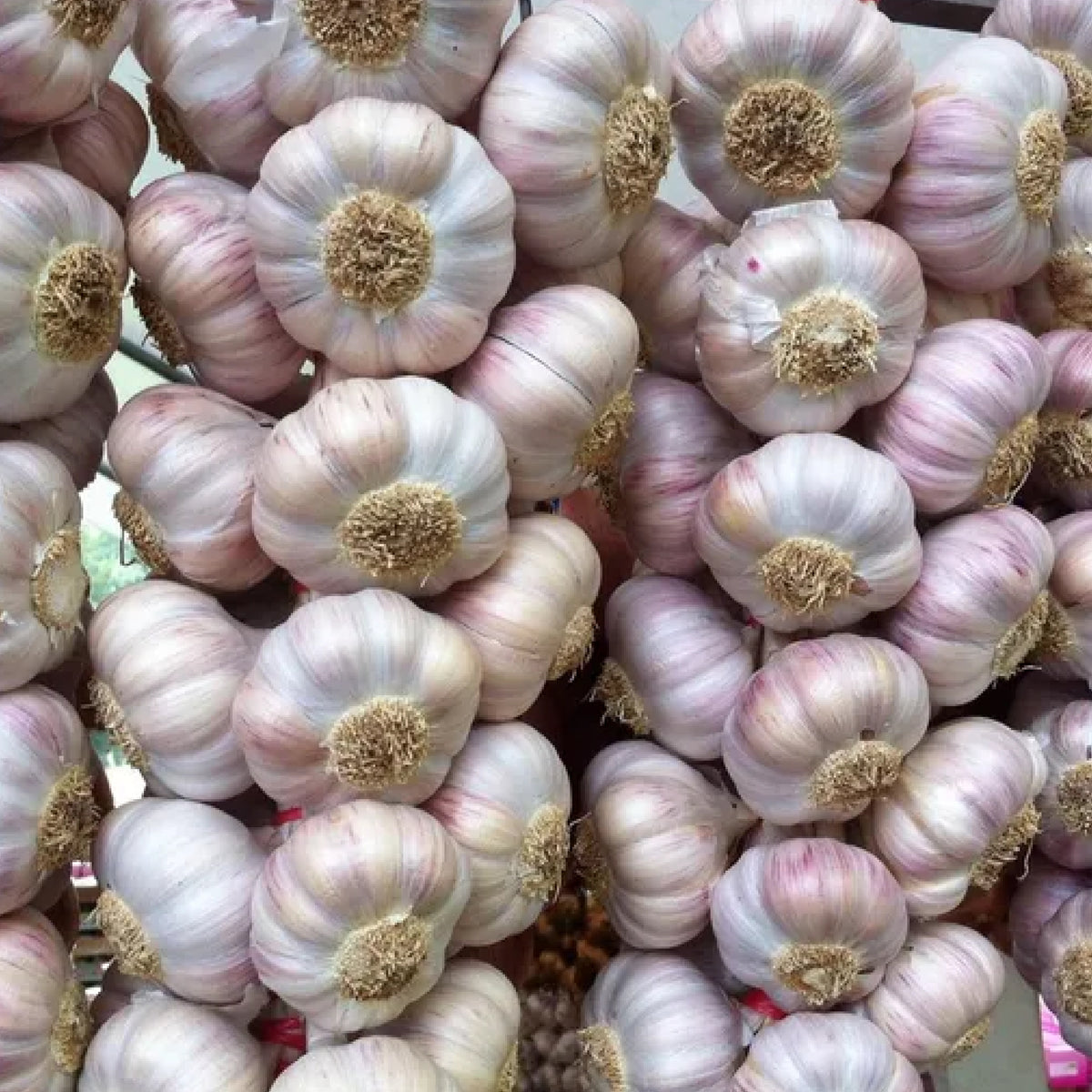 Toon Garlic