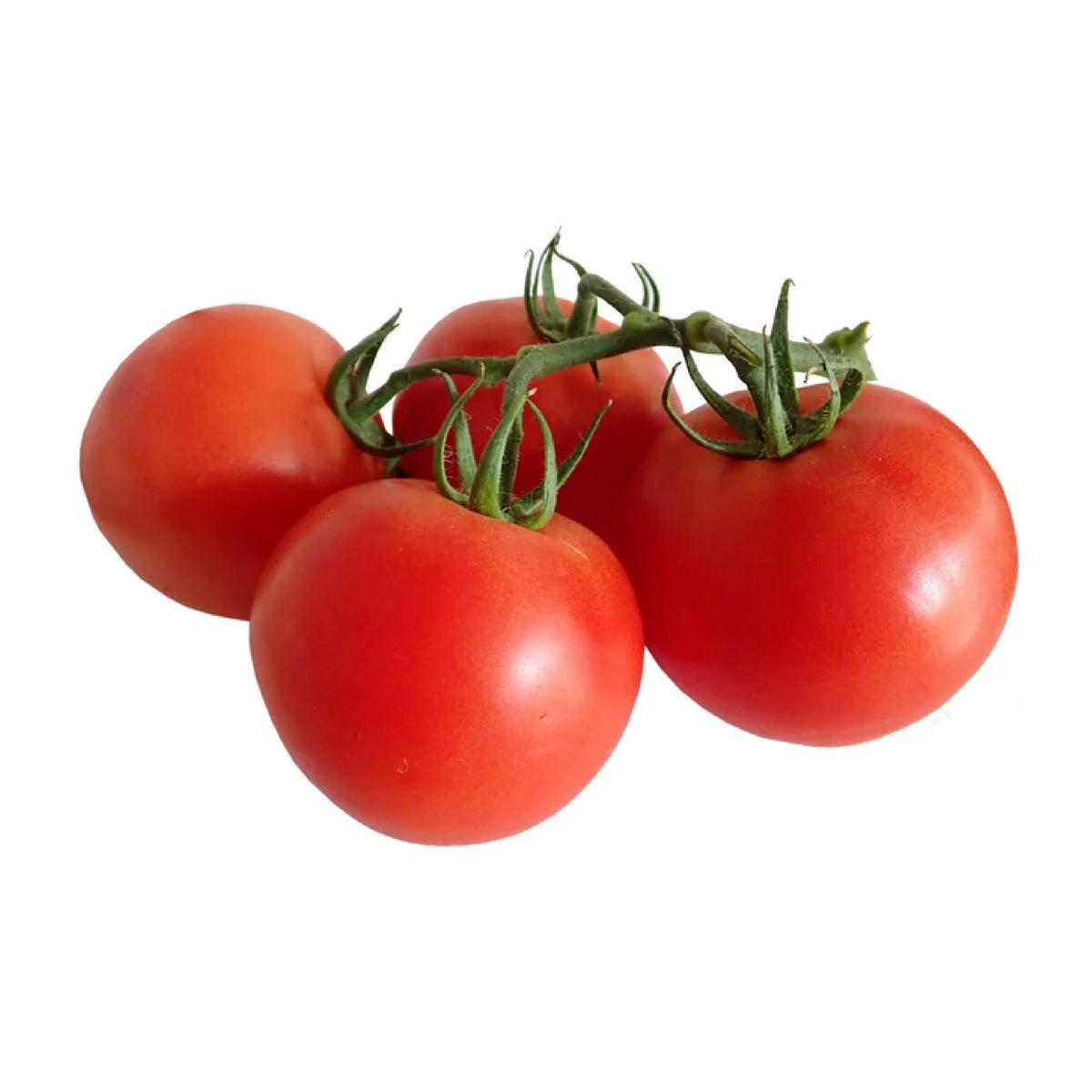 Yaanyo Tomato