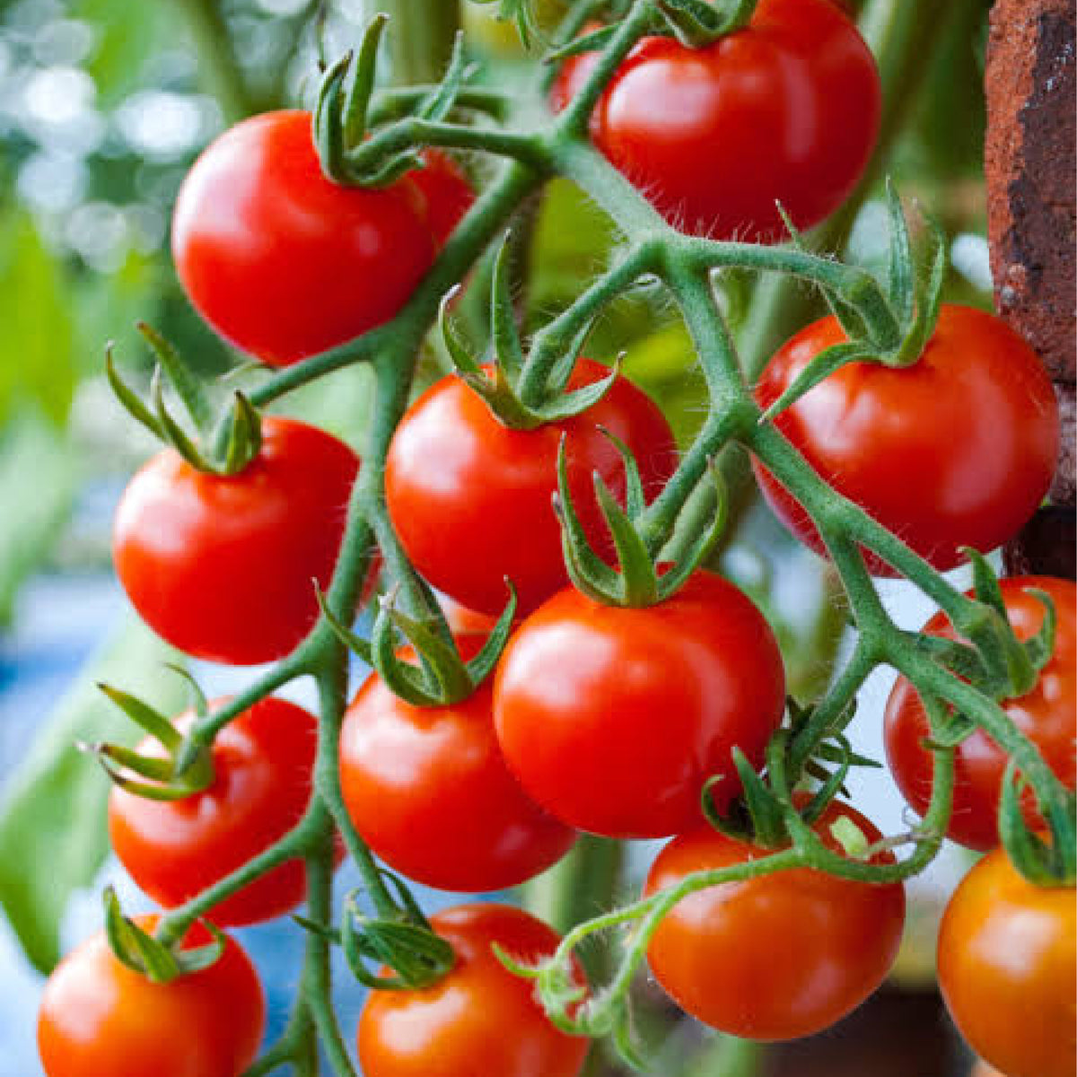 Yaanyo Tomato