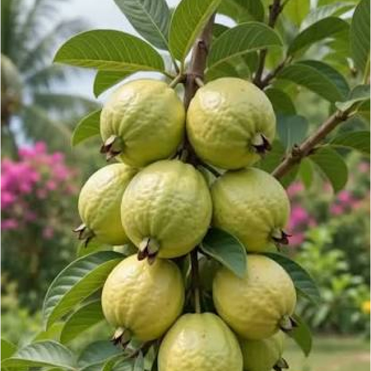 Zeytun-Guava